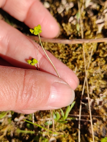 Draba sibirica, photograph 2