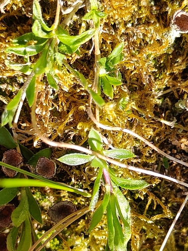 Draba sibirica, photograph 3