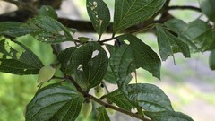 Styrax formosanus, photograph (c) 胡正恆(Jackson Hu), some rights reserved (CC BY)