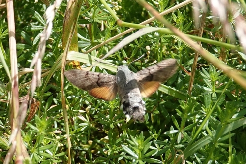 Eurasian Hummingbird Hawkmoth