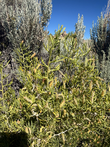 Greasewood