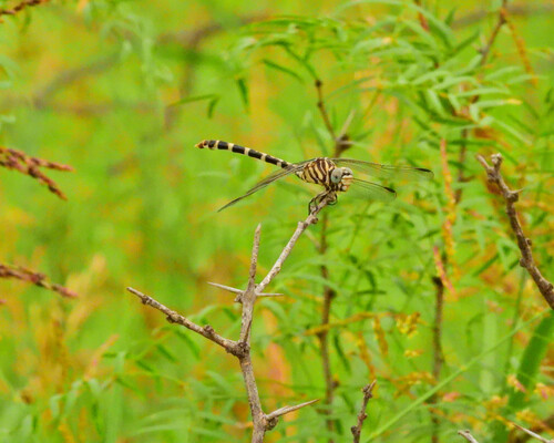 Four-striped Leaftail photo 3