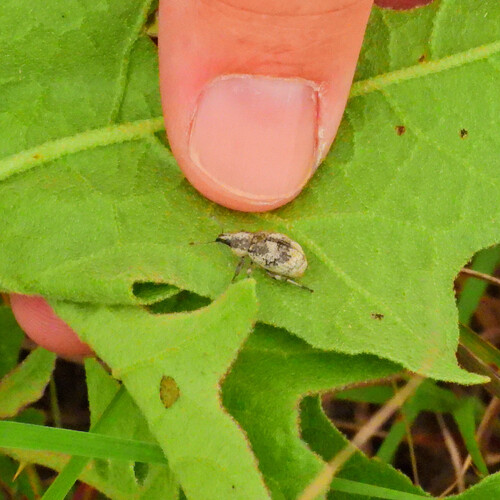 Imbricated Snout Beetle photo 4