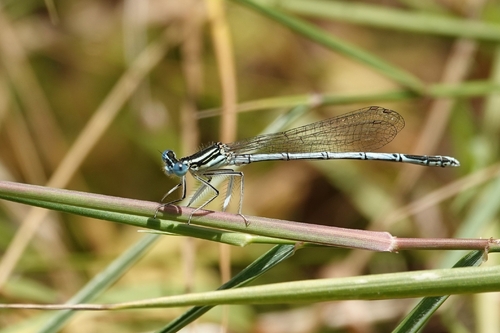 Blue Featherleg