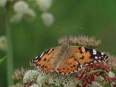 Painted Lady Painted Lady