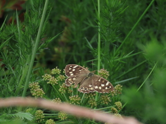 Speckled Wood Speckled Wood