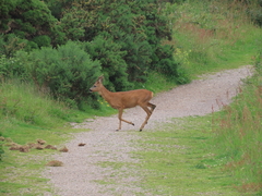 Western Roe Deer Western Roe Deer