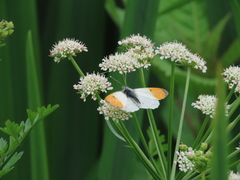 orange-tip orange-tip