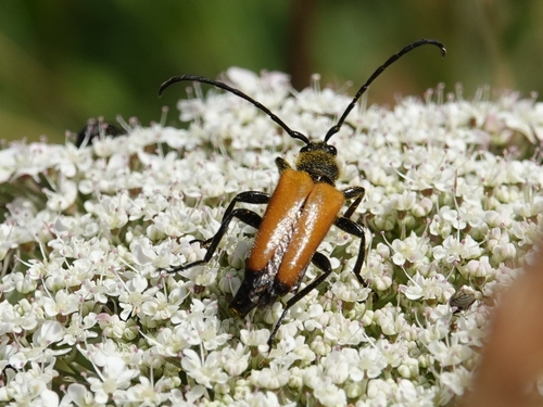 tawny longhorn beetle