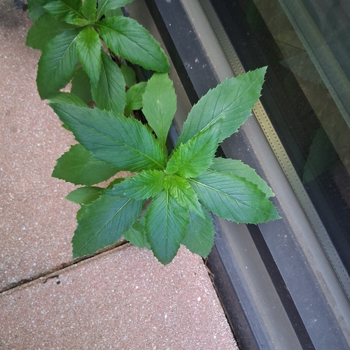 American burnweed