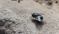 Sarconesiopsis magellanica