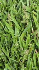 Clinopodium gracile, photograph (c) 胡正恆(Jackson Hu), some rights reserved (CC BY)