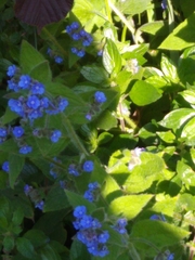 Pentaglottis sempervirens