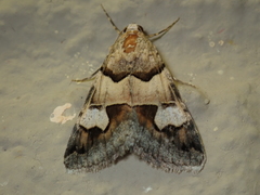 Drasteria pallescens