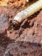 Scolecocampa