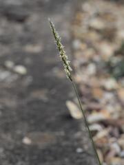 Alopecurus myosuroides, photograph (c) Daniel Cahen, some rights reserved (CC BY)