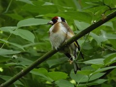 Carduelis carduelis