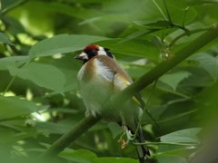 Carduelis carduelis