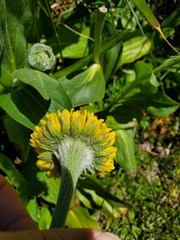 Helenium bolanderi, photograph author not stated, no rights reserved
