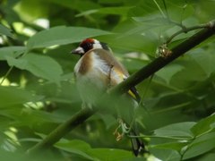 Carduelis carduelis