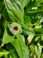 Helenium bolanderi, photograph author not stated, no rights reserved