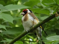 Carduelis carduelis