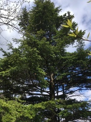 Tsuga caroliniana