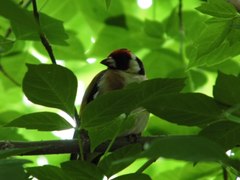 Carduelis carduelis