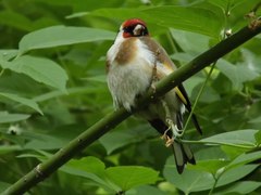 Carduelis carduelis