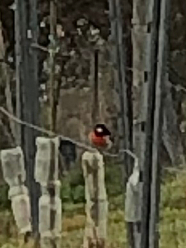 Scarlet Robin