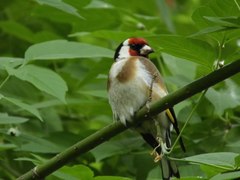 Carduelis carduelis