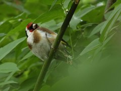 Carduelis carduelis