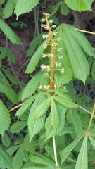 Aesculus hippocastanum