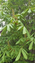 Aesculus hippocastanum