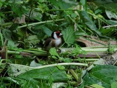 Carduelis carduelis