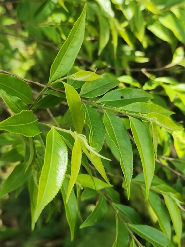 Casearia arborea, 2026-06-16