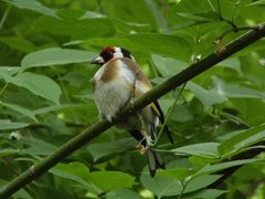 Carduelis carduelis
