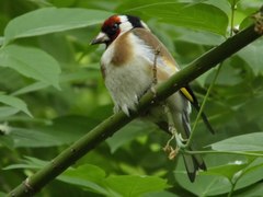 Carduelis carduelis