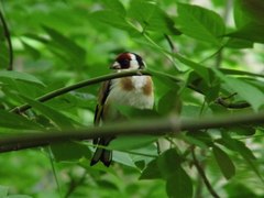 Carduelis carduelis