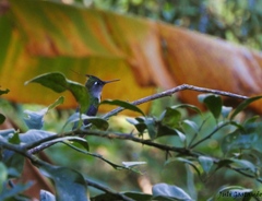 Stephanoxis loddigesii