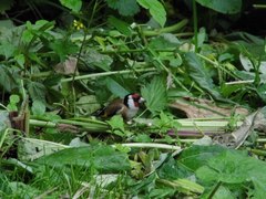 Carduelis carduelis