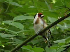 Carduelis carduelis