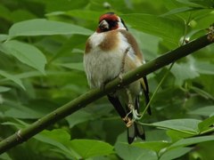Carduelis carduelis