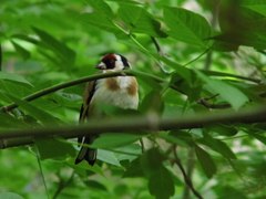 Carduelis carduelis