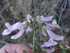 Penstemon laxiflorus