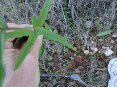 Penstemon laxiflorus