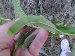 Penstemon laxiflorus
