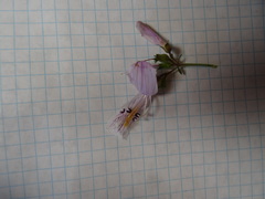 Penstemon laxiflorus