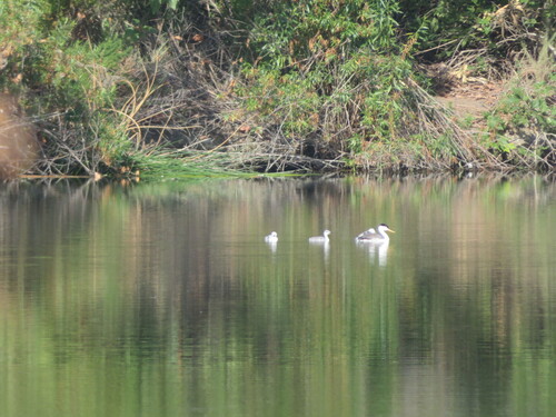 iNaturalist observation photo of Clark's Grebe