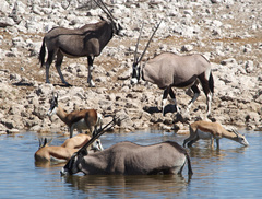 Oryx gazella